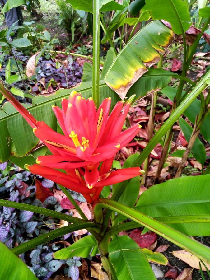 Hotel La Diosa Cahuita Exteriör bild