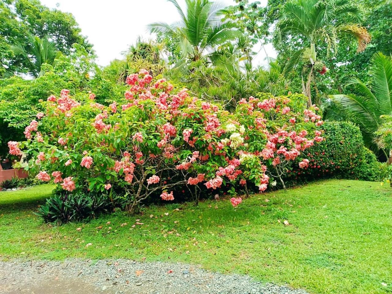 Hotel La Diosa Cahuita Exteriör bild